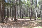 Photo: L23, Lodgepole