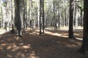 Photo: L23, Lodgepole