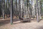 Photo: L24, Lodgepole