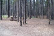 Photo: L24, Lodgepole