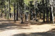 Photo: Lone Pine, Group Areas
